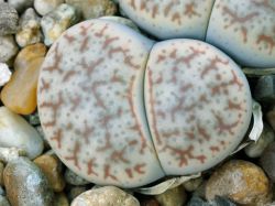 Lithops pseudotruncatella C 315