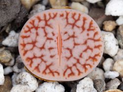 Lithops pseudotruncatella