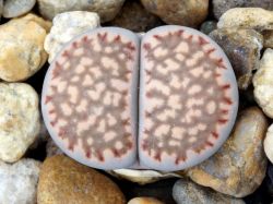 Lithops salicola PV 632