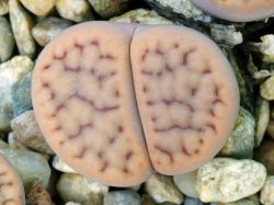 Lithops schwantesii C 077