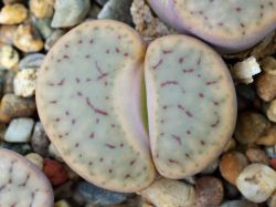 Lithops schwantesii C 164