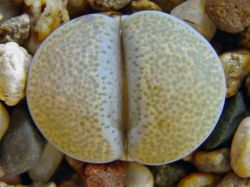 Lithops terricolor C 131