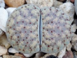Lithops verruculosa C 198