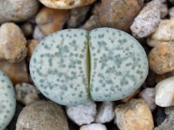 Lithops francisci C 140