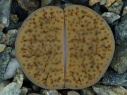 Lithops fulviceps C 391
