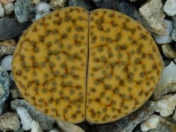 Lithops fulviceps v. laevigata C 412