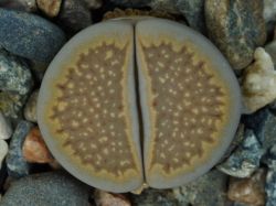 Lithops hallii C 052