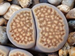 Lithops hallii C 087