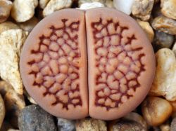 Lithops hallii C 158