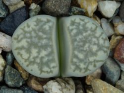 Lithops herrei C 234