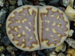Lithops julii C 063