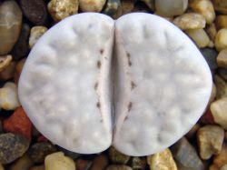 Lithops julii 'pallid' SB 1344