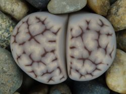 Lithops karasmontana ssp. eberlanzii C 147