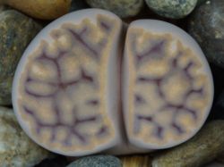 Lithops karasmontana ssp. eberlanzii C 208