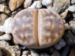 Lithops karasmontana v. lericheana C 267