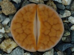 Lithops karasmontana v. mickbergensis C 168