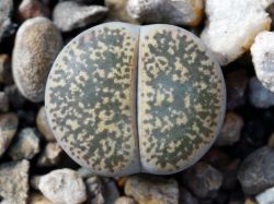 Lithops lesliei v. venteri C 047