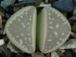 Lithops marmorata C 163