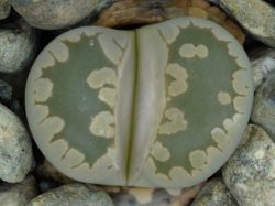 Lithops otzeniana C 350