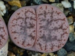 Lithops pseudotruncatella v. elisabethiae C 187