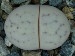 Lithops ruschiorum C 101