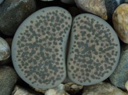 Lithops terricolor C 254