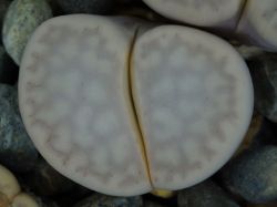 Lithops vallis-mariae C 281