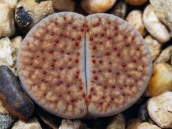 Lithops verruculosa C 229b