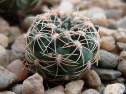 Lobivia acanthoplegma v. oligotricha KK 800
