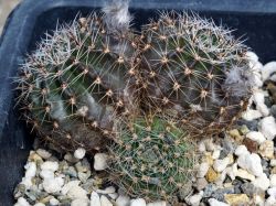 Lobivia aurea VG 1248 Трёхголовый