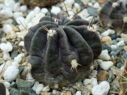 Lobivia ferox