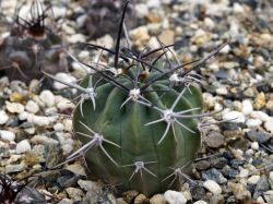 Lobivia ferox VG 1283