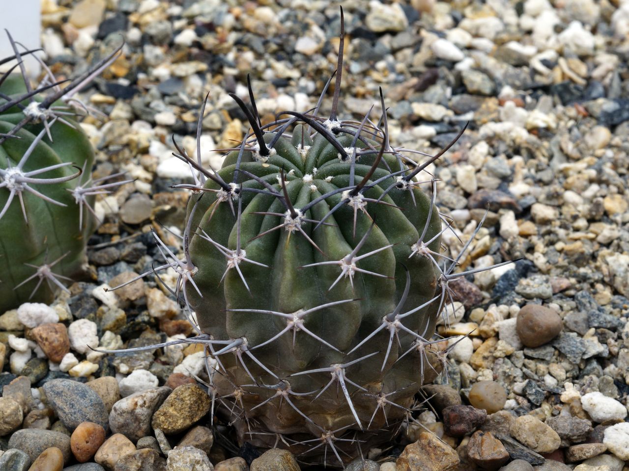 Lobivia ferox VG 613