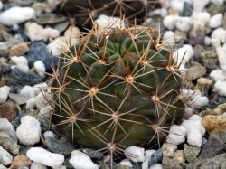 Lobivia hertrichiana v. urcosensis KK 1539