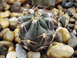 Lobivia pugionacantha v. alberi RH 2062a