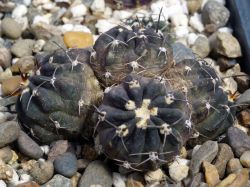 Lobivia salitrensis BLMT 63.01