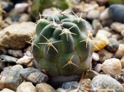 Lobivia salitrensis R 636