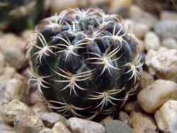 Lobivia tiegeliana WR 84