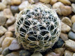 Lobivia tiegeliana v. pusilla WR 834