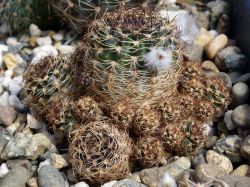 Lobivia tiegeliana v. pusilla WR 834