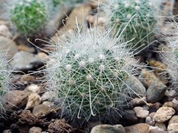 Mamillopsis senilis Rog 214