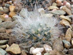 Mammillaria albicoma P 485