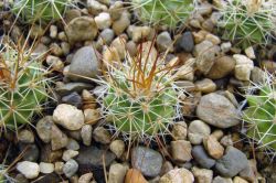 Mammillaria apozolensis v. saltensis L 1045