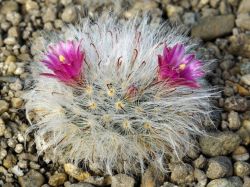 Mammillaria bocasana 'Lotta haage'