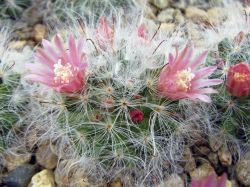 Mammillaria bocasana 'Lotta haage'