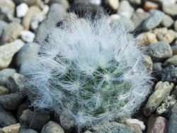 Mammillaria bocasana v. multilanata