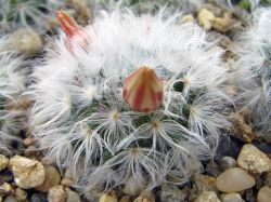 Mammillaria bocasana v. multilanata