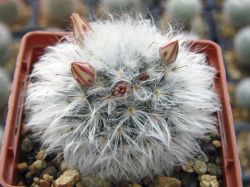 Mammillaria bocasana v. multilanata