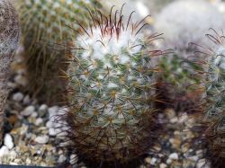 Mammillaria bombycina