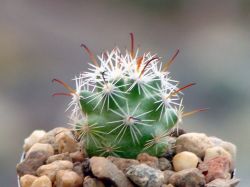 Mammillaria boolii